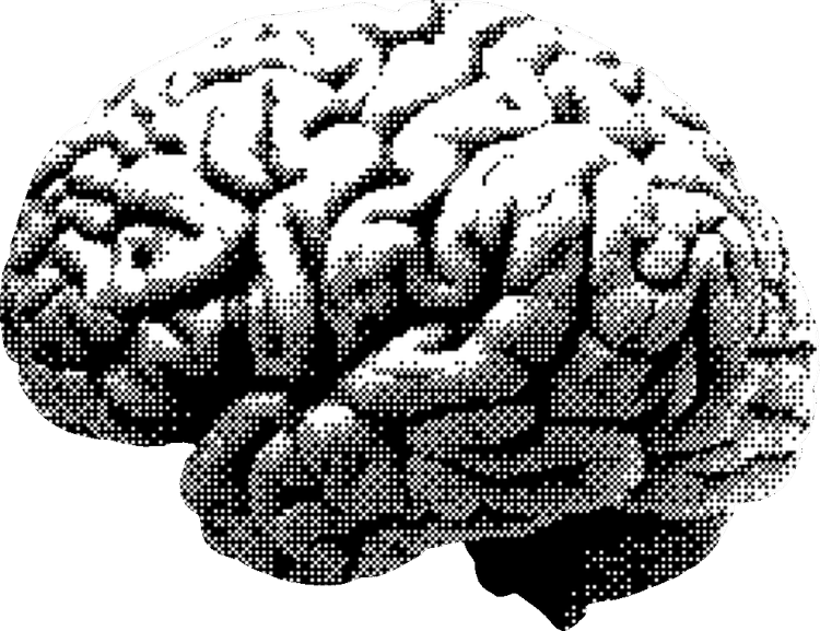 brain1